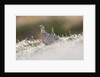The female of Black Grouse overlooking the lek, Alpi Carniche, Friuli-Venezia Giulia, Carnia, It by Anonymous