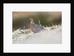 The female of Black Grouse overlooking the lek, Alpi Carniche, Friuli-Venezia Giulia, Carnia, It by Anonymous