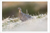 The female of Black Grouse overlooking the lek, Alpi Carniche, Friuli-Venezia Giulia, Carnia, It by Anonymous