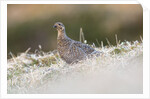 The female of Black Grouse overlooking the lek, Alpi Carniche, Friuli-Venezia Giulia, Carnia, It by Anonymous