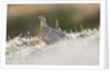 The female of Black Grouse overlooking the lek, Alpi Carniche, Friuli-Venezia Giulia, Carnia, It by Anonymous