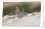 The female of Black Grouse overlooking the lek, Alpi Carniche, Friuli-Venezia Giulia, Carnia, It by Anonymous
