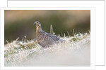 The female of Black Grouse overlooking the lek, Alpi Carniche, Friuli-Venezia Giulia, Carnia, It by Anonymous