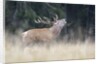 Rutting deer, Alpi Carniche, Friuli-Venezia Giulia, Carnia, Italy, Italia by Anonymous