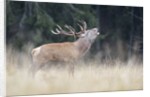 Rutting deer, Alpi Carniche, Friuli-Venezia Giulia, Carnia, Italy, Italia by Anonymous