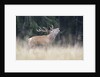 Rutting deer, Alpi Carniche, Friuli-Venezia Giulia, Carnia, Italy, Italia by Anonymous
