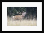 Rutting deer, Alpi Carniche, Friuli-Venezia Giulia, Carnia, Italy, Italia by Anonymous