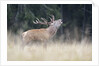 Rutting deer, Alpi Carniche, Friuli-Venezia Giulia, Carnia, Italy, Italia by Anonymous