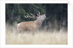 Rutting deer, Alpi Carniche, Friuli-Venezia Giulia, Carnia, Italy, Italia by Anonymous