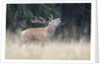 Rutting deer, Alpi Carniche, Friuli-Venezia Giulia, Carnia, Italy, Italia by Anonymous