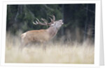 Rutting deer, Alpi Carniche, Friuli-Venezia Giulia, Carnia, Italy, Italia by Anonymous