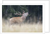 Rutting deer, Alpi Carniche, Friuli-Venezia Giulia, Carnia, Italy, Italia by Anonymous