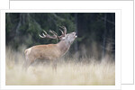 Rutting deer, Alpi Carniche, Friuli-Venezia Giulia, Carnia, Italy, Italia by Anonymous