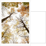 Wood takes on the warm colors of autumn, Prealpi Carniche , friuli Friuli-Venezia Giulia, Carnia by Anonymous