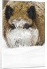 Wild boar (Sus scrofa) portrait in the snow, Bayerischer Wald National Park, Germania, Germany by Anonymous