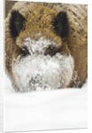 Wild boar (Sus scrofa) portrait in the snow, Bayerischer Wald National Park, Germania, Germany by Anonymous