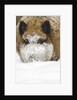Wild boar (Sus scrofa) portrait in the snow, Bayerischer Wald National Park, Germania, Germany by Anonymous