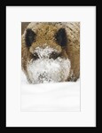 Wild boar (Sus scrofa) portrait in the snow, Bayerischer Wald National Park, Germania, Germany by Anonymous