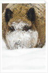 Wild boar (Sus scrofa) portrait in the snow, Bayerischer Wald National Park, Germania, Germany by Anonymous