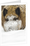 Wild boar (Sus scrofa) portrait in the snow, Bayerischer Wald National Park, Germania, Germany by Anonymous