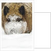 Wild boar (Sus scrofa) portrait in the snow, Bayerischer Wald National Park, Germania, Germany by Anonymous