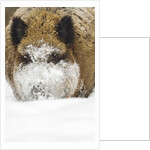 Wild boar (Sus scrofa) portrait in the snow, Bayerischer Wald National Park, Germania, Germany by Anonymous