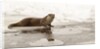 Wild otter (Lutra lutra) on the frozen lake, Bayerischer Wald National Park , Germania, Germany by Anonymous