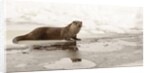 Wild otter (Lutra lutra) on the frozen lake, Bayerischer Wald National Park , Germania, Germany by Anonymous