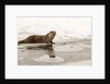 Wild otter (Lutra lutra) on the frozen lake, Bayerischer Wald National Park , Germania, Germany by Anonymous