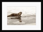 Wild otter (Lutra lutra) on the frozen lake, Bayerischer Wald National Park , Germania, Germany by Anonymous