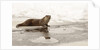 Wild otter (Lutra lutra) on the frozen lake, Bayerischer Wald National Park , Germania, Germany by Anonymous