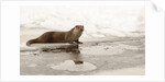 Wild otter (Lutra lutra) on the frozen lake, Bayerischer Wald National Park , Germania, Germany by Anonymous