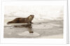 Wild otter (Lutra lutra) on the frozen lake, Bayerischer Wald National Park , Germania, Germany by Anonymous