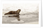 Wild otter (Lutra lutra) on the frozen lake, Bayerischer Wald National Park , Germania, Germany by Anonymous