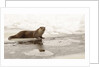 Wild otter (Lutra lutra) on the frozen lake, Bayerischer Wald National Park , Germania, Germany by Anonymous