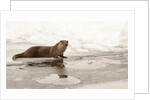 Wild otter (Lutra lutra) on the frozen lake, Bayerischer Wald National Park , Germania, Germany by Anonymous