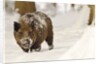 Wild boar (Sus scrofa) in the snow, Bayerischer Wald National Park, Germania, Germany by Anonymous
