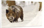 Wild boar (Sus scrofa) in the snow, Bayerischer Wald National Park, Germania, Germany by Anonymous