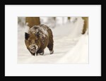 Wild boar (Sus scrofa) in the snow, Bayerischer Wald National Park, Germania, Germany by Anonymous