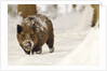 Wild boar (Sus scrofa) in the snow, Bayerischer Wald National Park, Germania, Germany by Anonymous