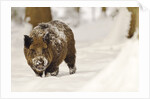 Wild boar (Sus scrofa) in the snow, Bayerischer Wald National Park, Germania, Germany by Anonymous