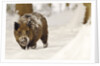 Wild boar (Sus scrofa) in the snow, Bayerischer Wald National Park, Germania, Germany by Anonymous