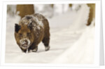 Wild boar (Sus scrofa) in the snow, Bayerischer Wald National Park, Germania, Germany by Anonymous