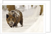 Wild boar (Sus scrofa) in the snow, Bayerischer Wald National Park, Germania, Germany by Anonymous