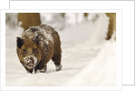 Wild boar (Sus scrofa) in the snow, Bayerischer Wald National Park, Germania, Germany by Anonymous