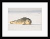 Gray seals flock to the beach of Donna Nook,Donna Nook Nature Reserve, Lincolnshire, United Kingdom by Anonymous