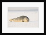 Gray seals flock to the beach of Donna Nook,Donna Nook Nature Reserve, Lincolnshire, United Kingdom by Anonymous