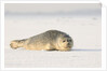 Gray seals flock to the beach of Donna Nook,Donna Nook Nature Reserve, Lincolnshire, United Kingdom by Anonymous