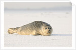 Gray seals flock to the beach of Donna Nook,Donna Nook Nature Reserve, Lincolnshire, United Kingdom by Anonymous
