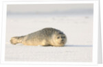 Gray seals flock to the beach of Donna Nook,Donna Nook Nature Reserve, Lincolnshire, United Kingdom by Anonymous